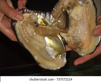 Cultured Pearls Inside An Alive Oyster Hold By Beautiful Hands