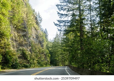 Cultus lake park road lined with pine trees in Chilliwack, Fraser Valley, British Columbia, Canada - Powered by Shutterstock