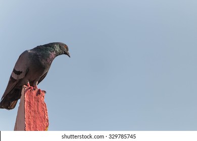 Culver. A bird folk Which have been cultured with different purposes for more than 3000 years or descended from Rock dove Rock pigeon.