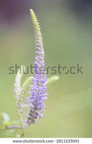 Culver's root a beautiful flover