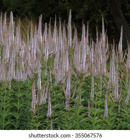 Culver's Root (Veronicastrum virginicum) a flowering stand, native of eastern North America.