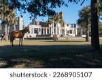 Cumberland Island National Seashore managed by National Park Service. Cumberland Island horse, a band of feral horses at Dungeness Mansion ruins once owned by Carnegie Family, ruined by fire.