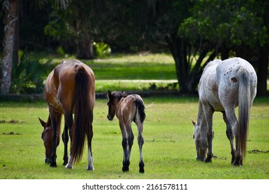 Cumberland Island Seashore Wild Horses