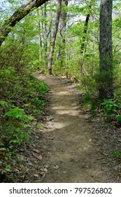 Cumberland Trail Chattanooga Tennessee