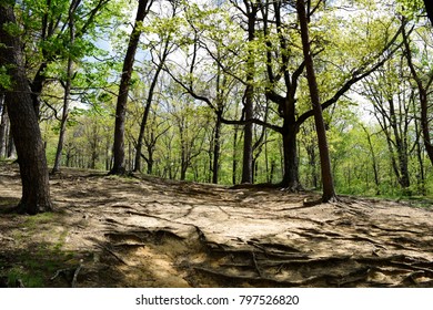 Cumberland Trail Chattanooga Tennessee