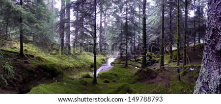 Cumbria forest, UK