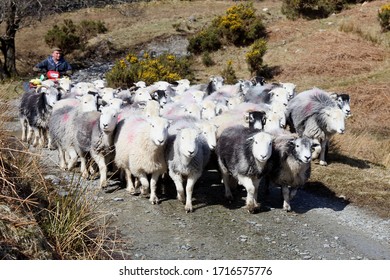 Cumbria, UK -April 5 2018: Farmer On His Quad Bike Herds Sheep Along A Hill Track, On April 5, 2018 In Cumbria, UK.