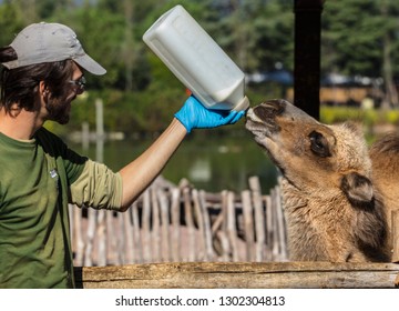 Cumiana, Italy - September 27, 2018: Young zoologist feeding a baby camel with artificial milk.