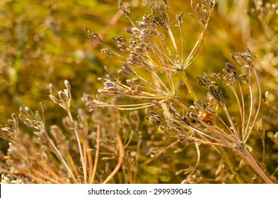 Cumin Plant Grows In The Garden