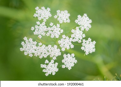 Cumin Plant, Maharashtra, India