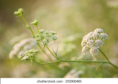 Cumin Plant, Maharashtra, India