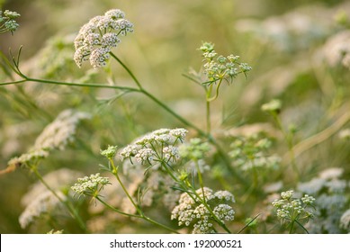 Cumin Plant, Maharashtra, India