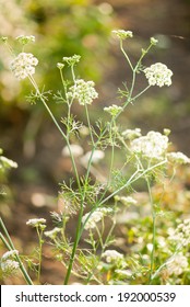 Cumin Plant, Maharashtra, India