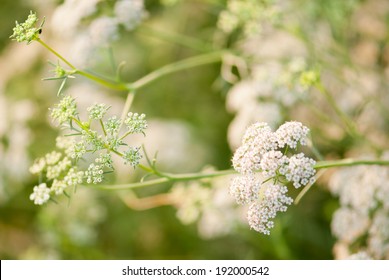 Cumin Plant, Maharashtra, India