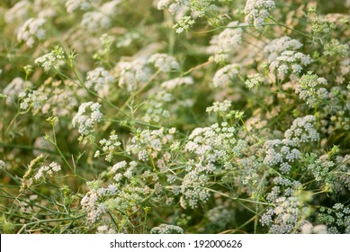 Cumin Plant, Maharashtra, India