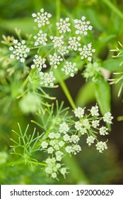 Cumin Plant, Maharashtra, India