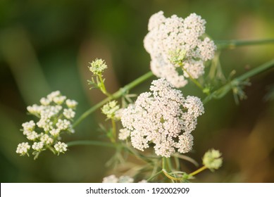 Cumin Plant, Maharashtra, India