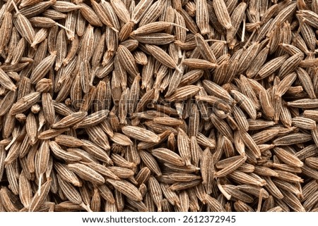 Cumin seed textured background. Caraway or fennel dry seeds close up pattern, zeera macro mock up, Indian cumin or zira grains flat lay and top view with copy space for text