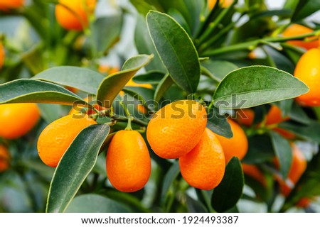 
Cumquat orange fruits in garden, close up. Fortunella margarita Kumquats ( or cumquat )  foliage and Oval fruits on kumquat  tree, closeup.