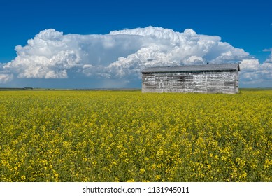 Cumulonimbus Storm Clouds Over An Old Grain Bin And A Canola Field In Full Bloom Outside Swift Current, Saskatchewan, Canada