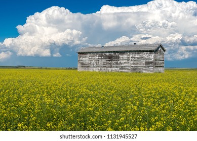 Cumulonimbus Storm Clouds Over An Old Grain Bin And A Canola Field In Full Bloom Outside Swift Current, Saskatchewan, Canada