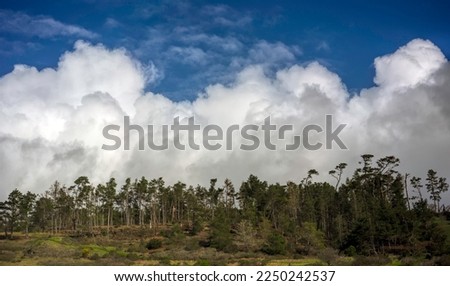 Cumulus clouds rise over row of Pine trees on the Fiscalini Ranch Preserve in Cambria, California