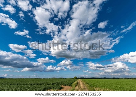 Cumulus or cluster clouds moving over a field with blue sky background in sunny weather in a wide angle shot