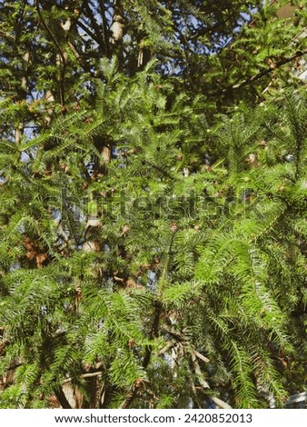 (Cunninghamia lanceolata) China-fir common tree in mountains of Sichuan. Slighty pendulous branches with blue-green and bronze needles and brownish seed cones in winter 