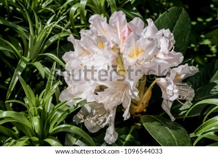 Cunningham's White Rhododendron (Rhododendron caucasicum ? Rhododendron ponticum var. album) in garden, Moscow region, Russia