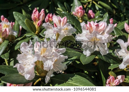 Cunningham's White Rhododendron (Rhododendron caucasicum ? Rhododendron ponticum var. album) in garden, Moscow region, Russia