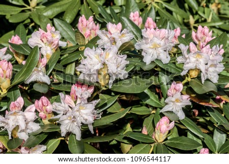 Cunningham's White Rhododendron (Rhododendron caucasicum ? Rhododendron ponticum var. album) in garden, Moscow region, Russia