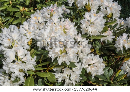 Cunningham's White Rhododendron (Rhododendron caucasicum x Rhododendron ponticum var. album) in garden, Moscow region, Russia