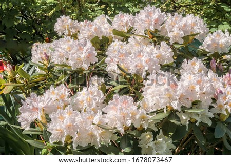 Cunningham's White Rhododendron (Rhododendron caucasicum x Rhododendron ponticum var. album) in garden, Moscow region, Russia