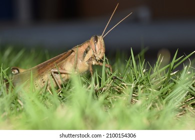 Cunupia, Trinidad and Tobago- December 28, 2021: A locust on the grass of a backyard lawn in Central Trinidad.