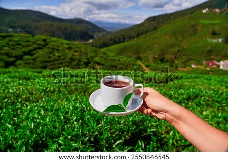 Cup of aromatic black tea in hands against the background of a tea plantation Nuwara eliya in Sri Lanka, Ceylon 