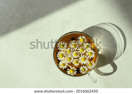 Similar – Fresh chamomile flowers in teapot on blue background