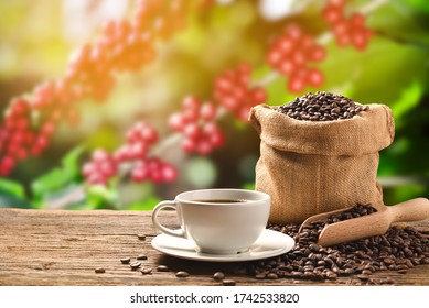 Cup Of Coffee And Coffee Beans In Burlap Sack On Coffee Tree Background

