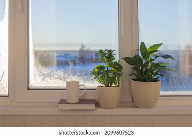 cup of coffee and houseplants on windowsill in sunlight in winter - Powered by Shutterstock