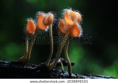 Cup fungi (cookeina tricholoma)in the family Sarcoscyphaceae, members of which may be found in tropical and subtropical regions of the world,Thailand 