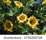 Cup of Gold Vine or Golden Chalice Vine (Solandra maxima) in andalusian village