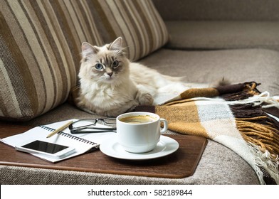 Cup of hot coffee with marmalade book points the blanket on the couch and cat the window