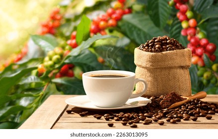 Cup of hot coffee with roasted coffee beans and powder with coffee tree background. - Powered by Shutterstock