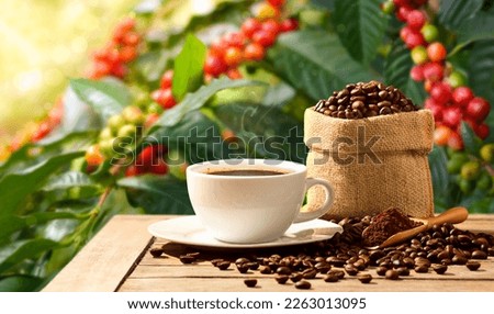 Cup of hot coffee with roasted coffee beans and powder with coffee tree background.