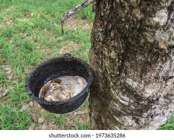 Cup Lump Rubber Thailand Stock Photo 1973635286 | Shutterstock