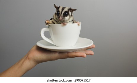 A cup of sugarglider.
