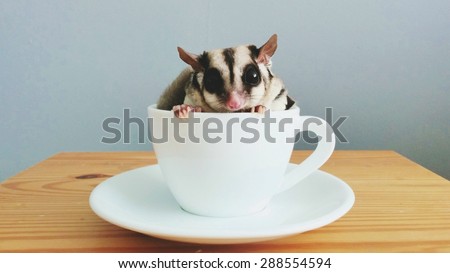 A cup of sugarglider.