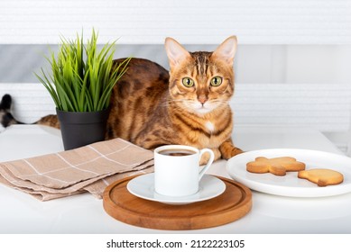 A Cup Of Turkish Coffee, Cookies And A Cute Cat On The Table