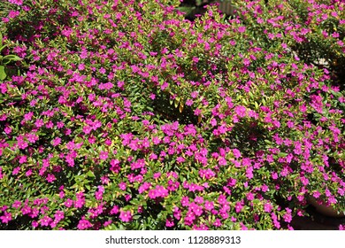 Cuphea Hyssopifolia Flower Stock Photo 1128889313 | Shutterstock