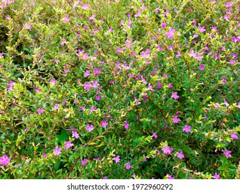 Cuphea Hyssopifolia Growing Garden Stock Photo 1972960292 | Shutterstock