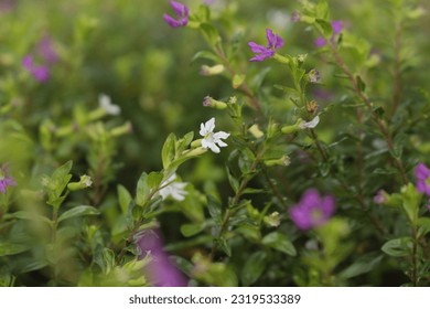 Cuphea hyssopifolia,little purple flowers, little white flowers, Mexican heather, false heather,Hawaiian heather or fairy herb, flower on blur background. lots of flowers